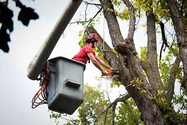 Reliable Munsey Park, NY Tree Removal and Landscaping Services Solutions